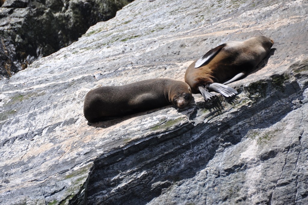 Seals on the Milford Sound cruise